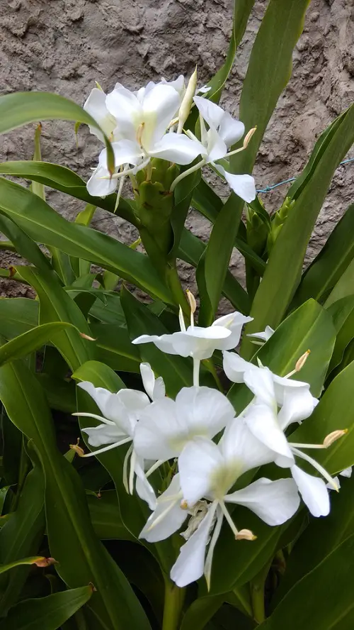 Cuba National Flower Information and Growing Tips