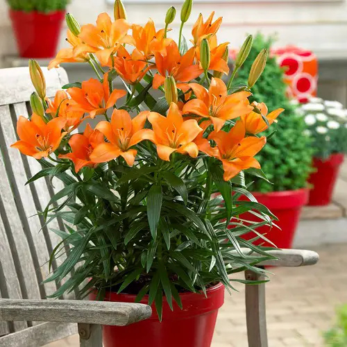 Flowers that Are Poisonous to Cats