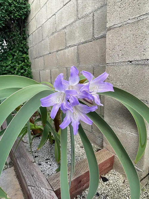 Worsleya in garden