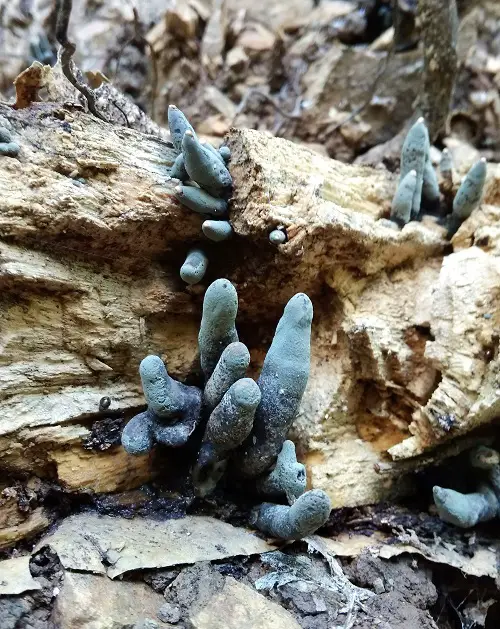 best Mushrooms Designed to Resemble a Penis