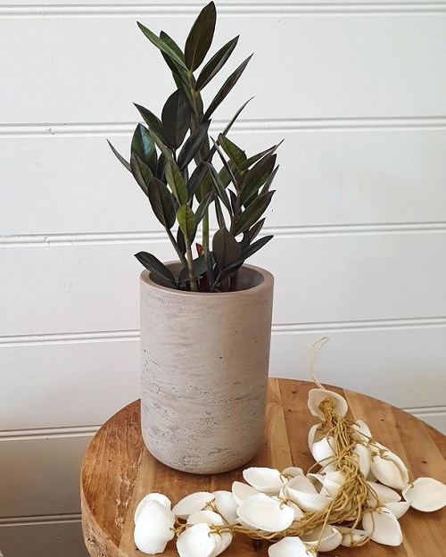 Types of ZZ Plant Varieties To Grow 