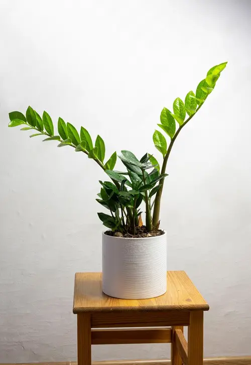 Types of ZZ Plant Varieties To Grow 