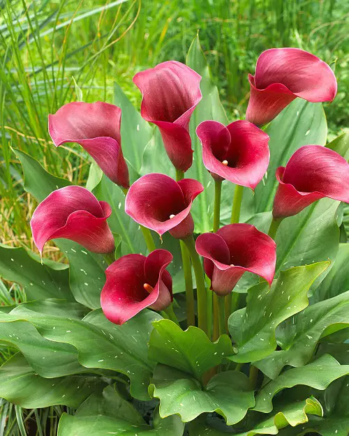 Beautiful Magenta Flowers