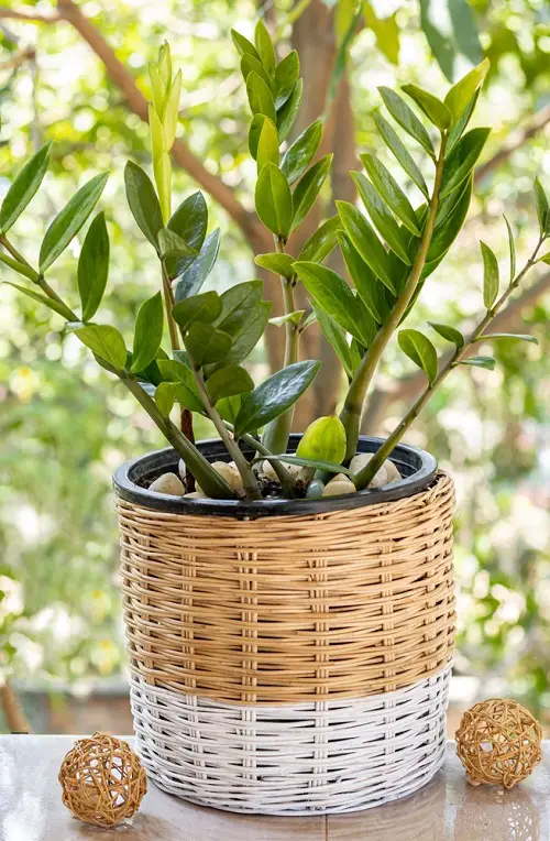 best Types of ZZ Plant Varieties To Grow Indoors