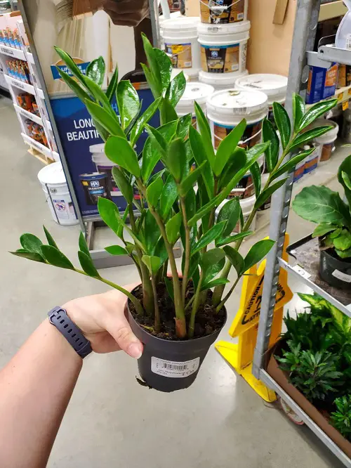 top Types of ZZ Plant Varieties To Grow Indoors