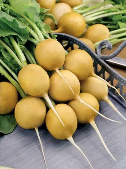  Types of Radish Varieties for Containers and Gardens