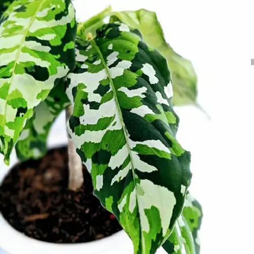 Tricolor Houseplants with Fantastic