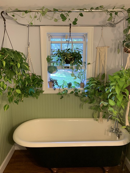 plants in bathroom for good humidity