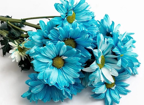 The Florist Shop Phenomenon 2