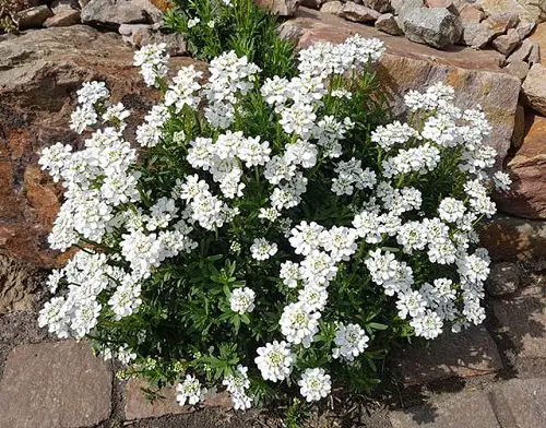 Amazing Dainty Flowers 