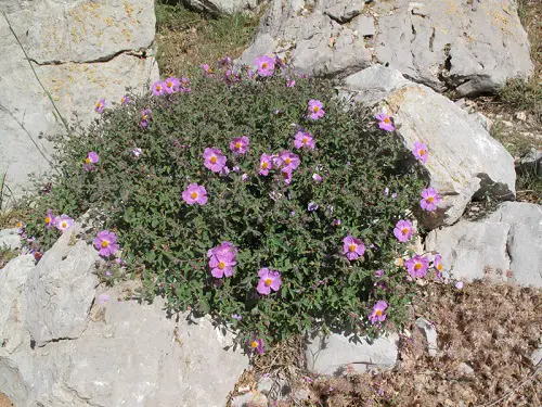 Plants for Cracks in Garden