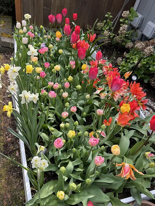 Tulips and daffodils in garden