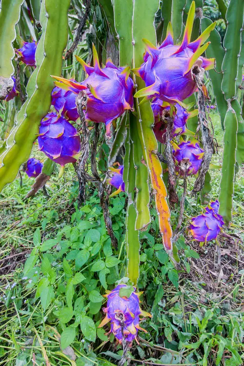 Blue Dragon Fruit - Is It Real or a Myth ?