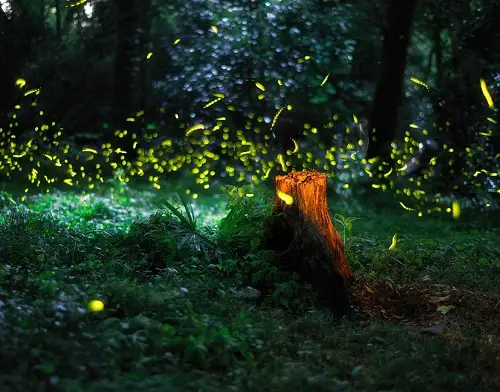 Why Fireflies Glow