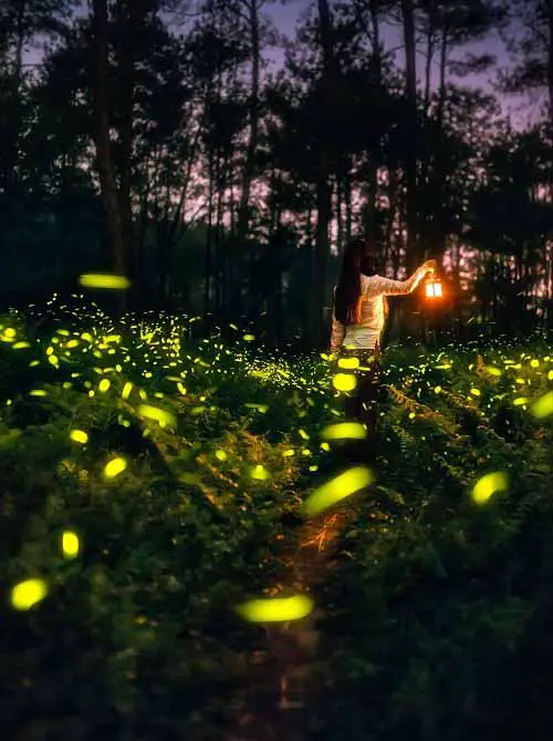 What Does it Mean When You See a Firefly
