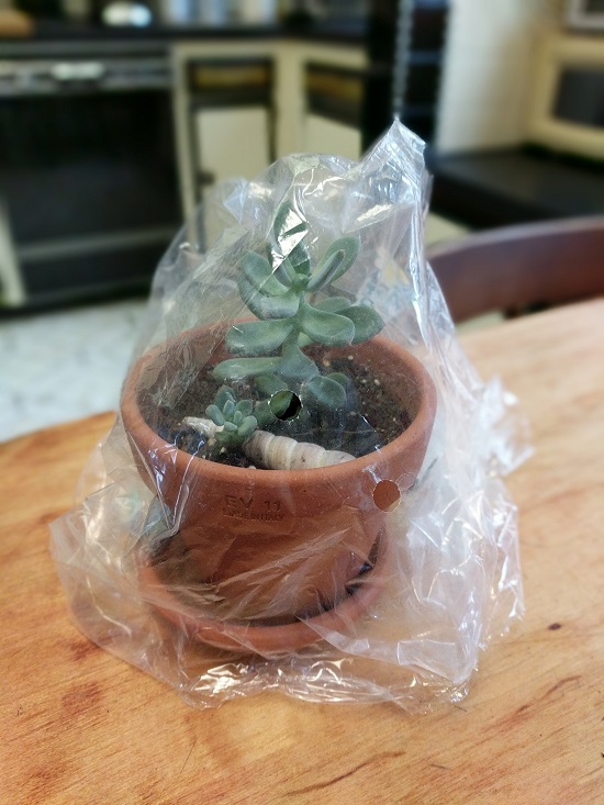 Cover Seedlings with a Plastic Film