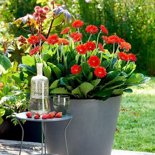  Zinnias like flowers 3