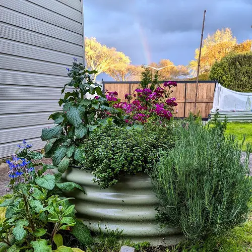 BEST Herbs to grow in fall