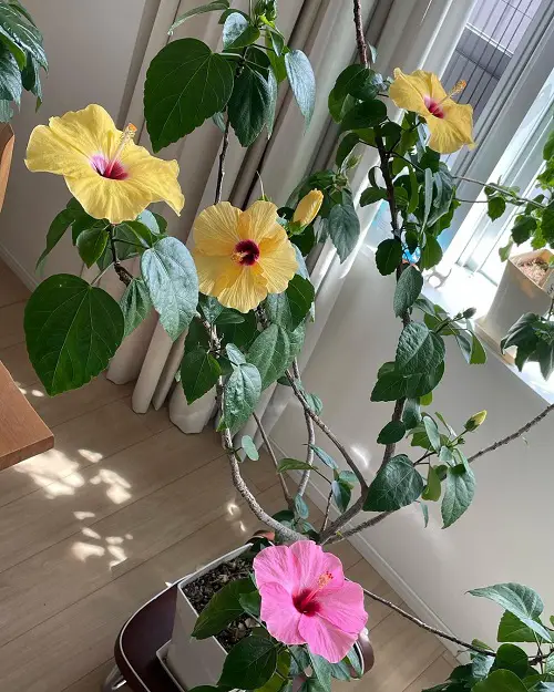 Houseplants Bushier Shrubs for Indoor Use