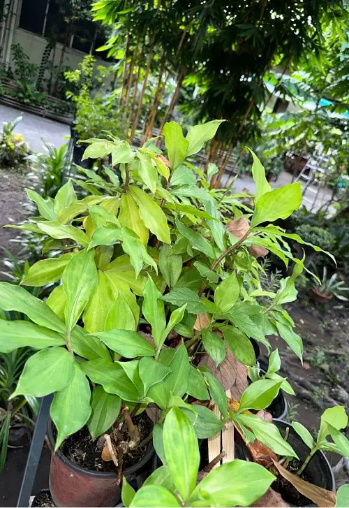 Potent Insulin Plant Benefits and Uses
