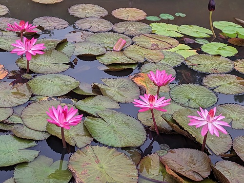 Water Lily vs. Lotus Flower- Differences