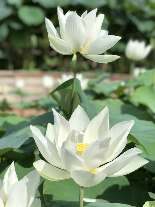Lotus Flower