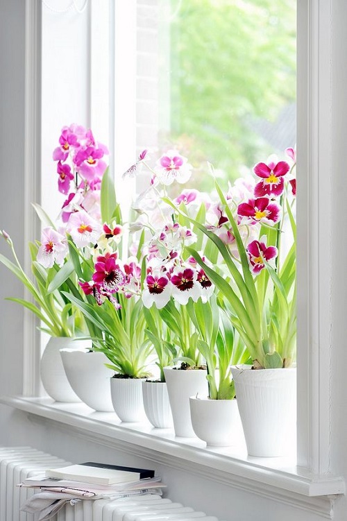 Ultimate Orchid Care Tips Every Beginner Should Know