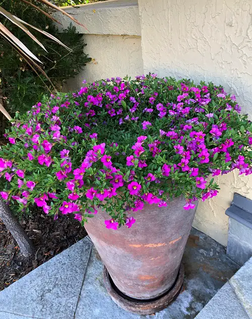 Million bells in large pot