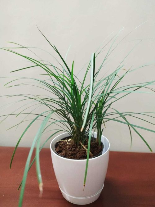 beautiful Grass Plants That Are Best For Indoor Growing 