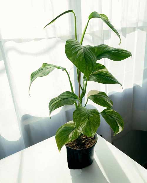 Growing Monstera Lechleriana 3