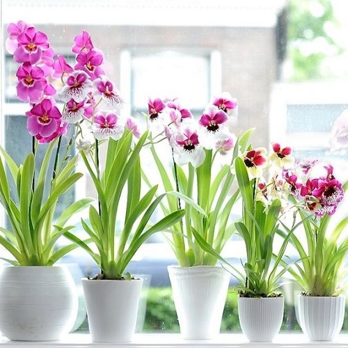 How to Grow Orchids Without Sun