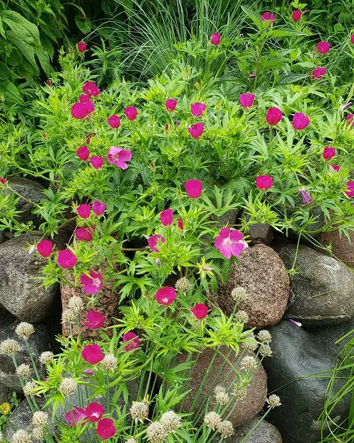 Types of Pink Flowers for Garden in pot