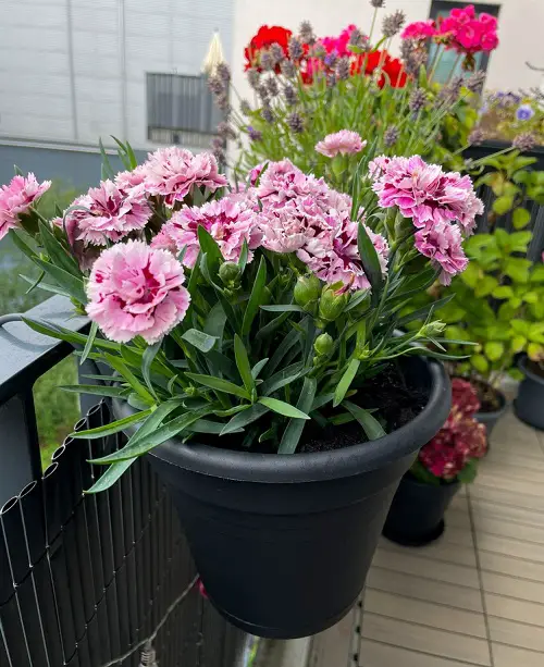 Pink Carnation Meaning 