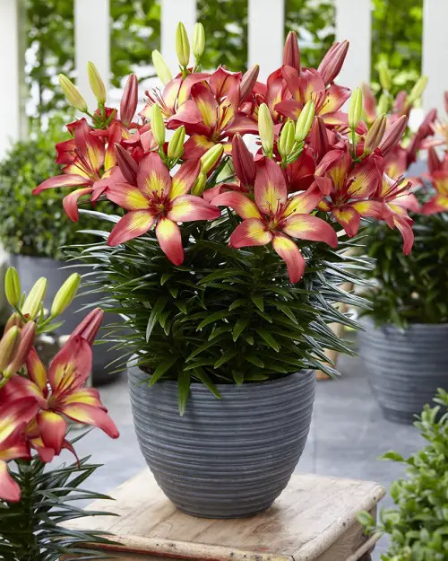 beautiful Stargazer Lily Meaning 