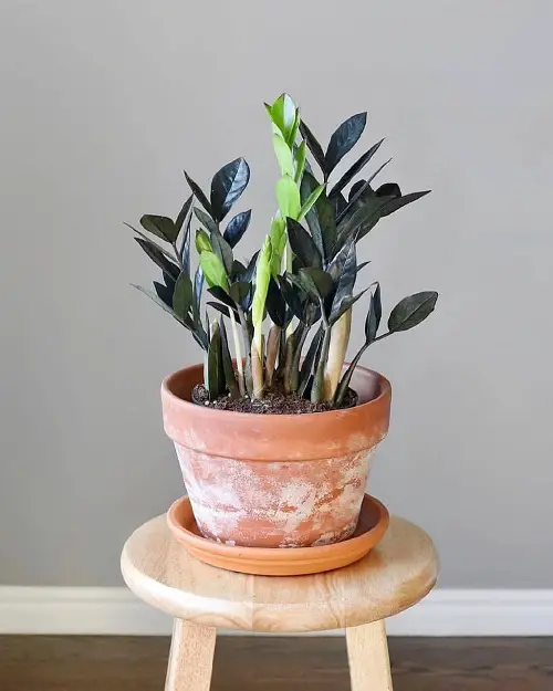 Types of ZZ Plant Varieties To Grow Indoors