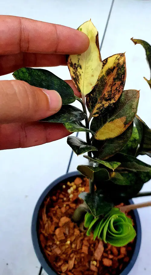 Most Beautiful Variegated ZZ Plants