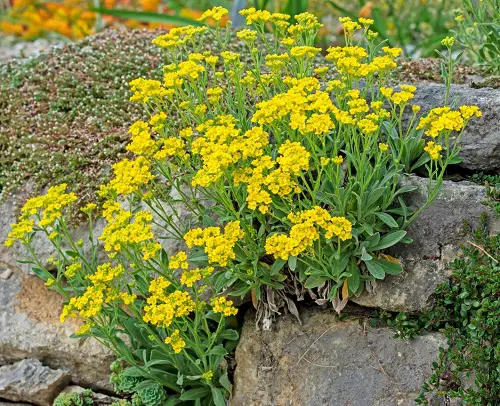 best Lovely Plants to Grow in Garden Cracks and Crevices