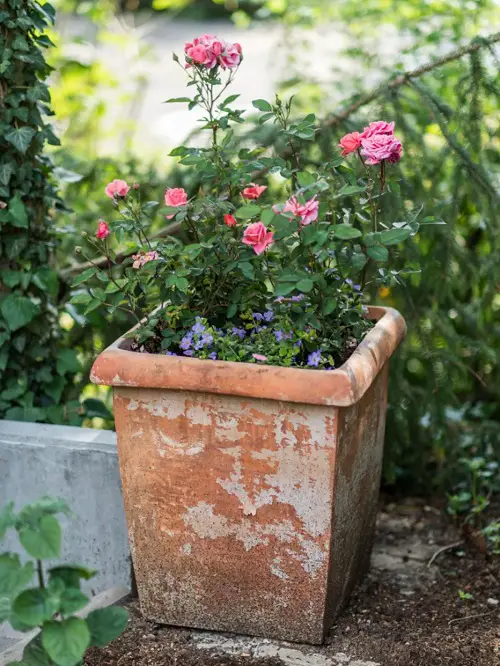 Dainty Flowers in conternier