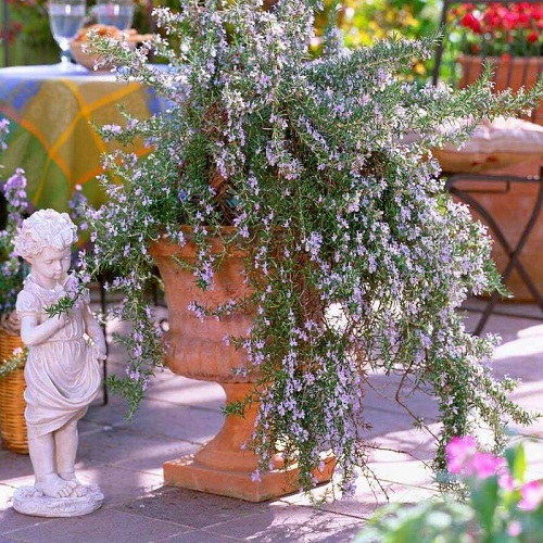 Plants That Can Withstand Drought 5