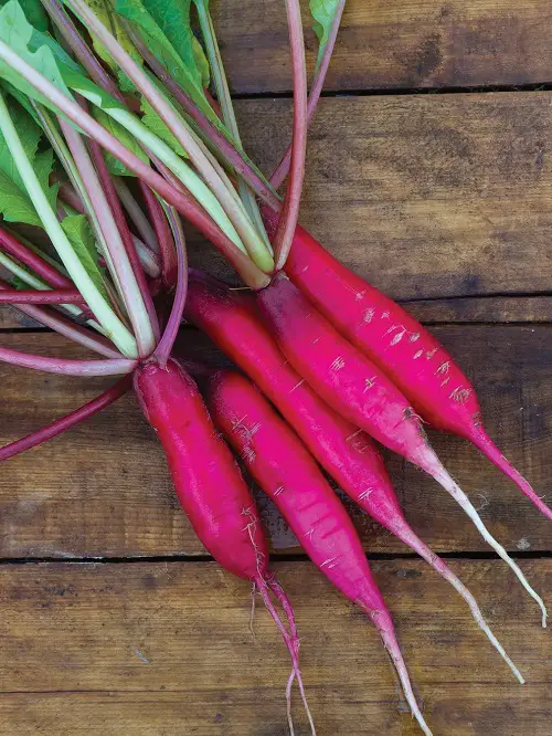 best Types of Radishes 5