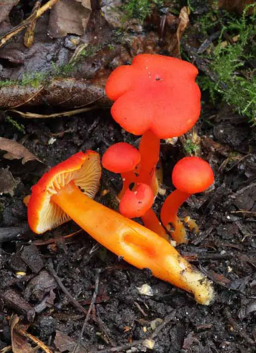 Red Mushroom Varieties