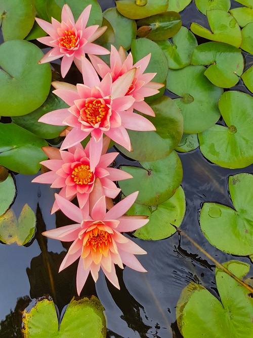 Water Lily vs. Lotus Flowers 1