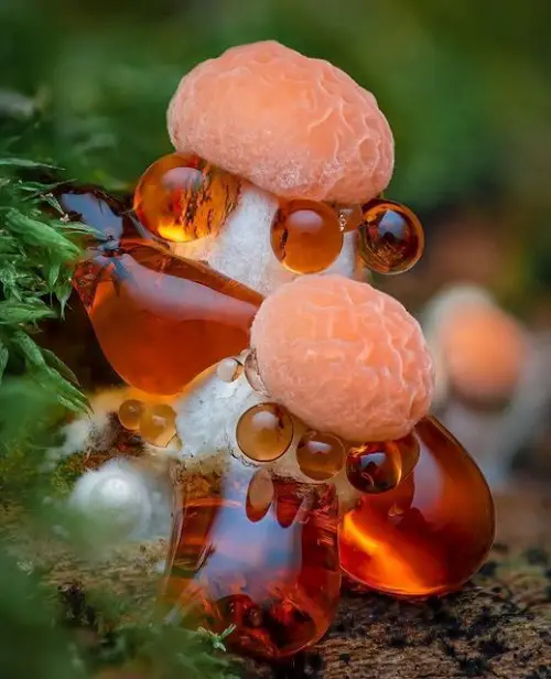 amazing Types of Red Mushrooms