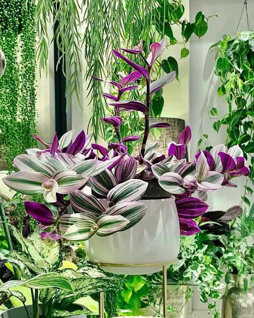 Different Ways to Grow Wandering Jew Indoors 1