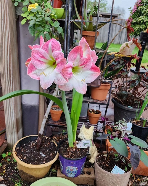 Amaryllis Flower Meaning and Symbolism 