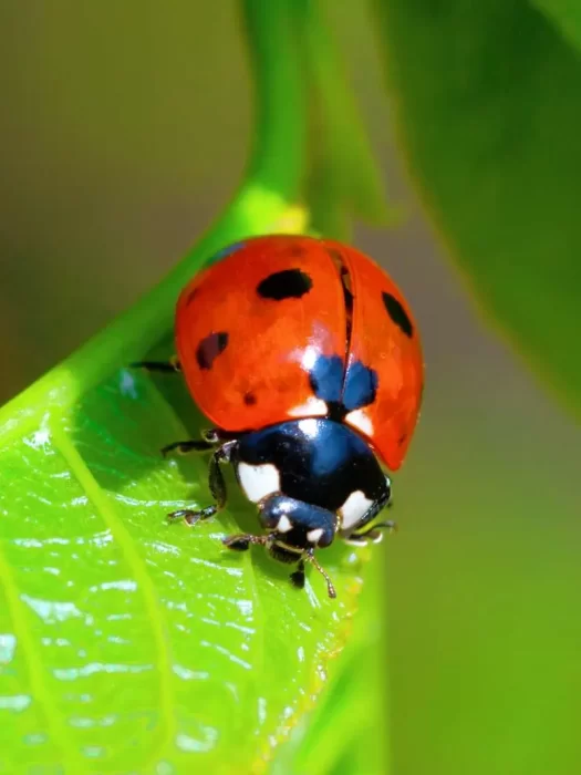Ladybug Spiritual Meaning and Symbolism According to Colors