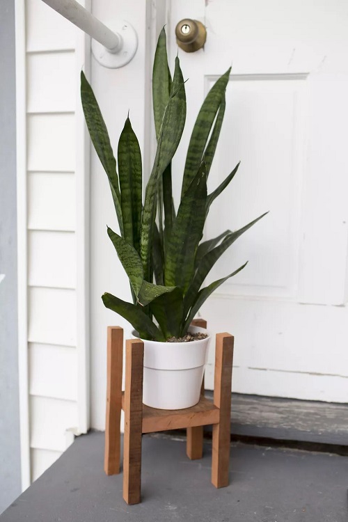 A Simple Wood Stand for snake plant