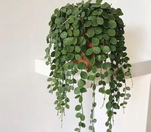 Indoor Creeper Plants that Trail Gracefully