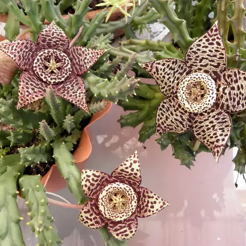 top best Flowers with a Starry Aspect