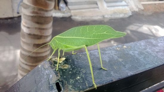 5 best Green Bugs that Look Like Leaves 5